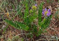 Astragalus laxmannii