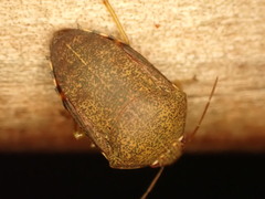 Coleotichus