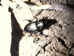 Pterostichus mutus