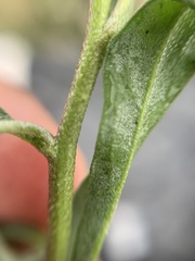 Brassiceae