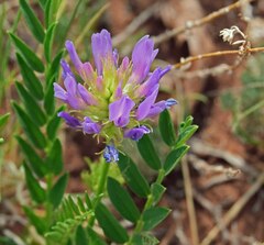 Astragalus laxmannii