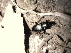 Pterostichus mutus