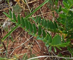 Astragalus laxmannii
