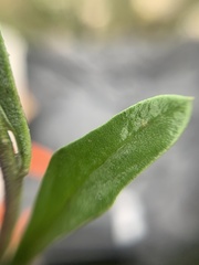 Brassiceae