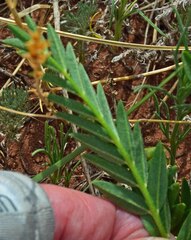 Astragalus laxmannii