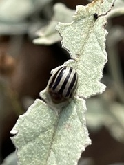 Agroiconota bivittata