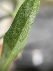 Brassiceae