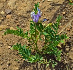 Astragalus agrestis