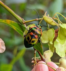 Scutiphora pedicellata