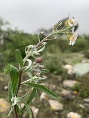 Brassiceae