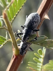 Ericydeus lautus