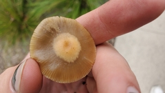 Psilocybe ovoideocystidiata