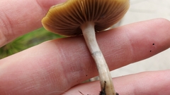 Psilocybe ovoideocystidiata