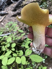 Suillus caerulescens