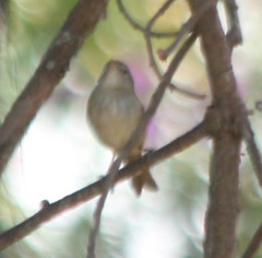 Neomixis striatigula