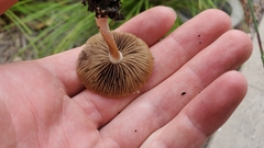 Psilocybe ovoideocystidiata