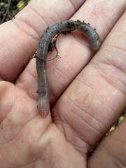 Aporrectodea caliginosa