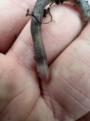 Aporrectodea caliginosa