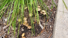 Psilocybe ovoideocystidiata