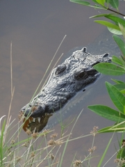 Crocodylus moreletii