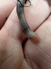 Aporrectodea caliginosa