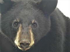 Ursus americanus eremicus