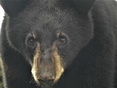 Ursus americanus eremicus
