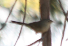 Neomixis striatigula