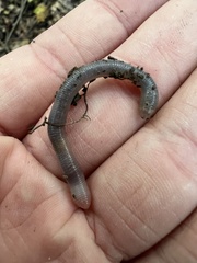 Aporrectodea caliginosa