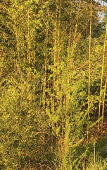 Phyllostachys