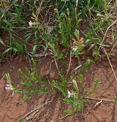 Oenothera suffrutescens