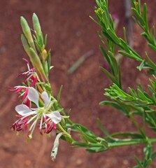 Oenothera suffrutescens