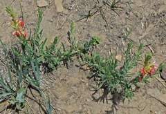 Oenothera suffrutescens