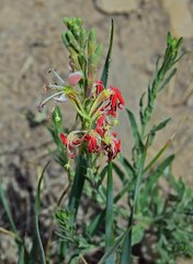 Oenothera suffrutescens