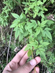 Cedronella canariensis