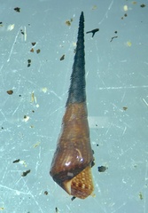 Stenomelania aspirans