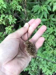 Cedronella canariensis