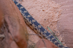 Pituophis catenifer deserticola