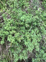 Cedronella canariensis