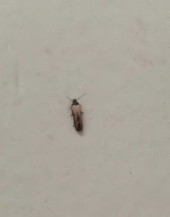 Gisilia thoracista