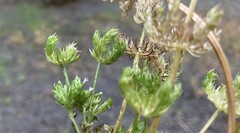 Valerianella locusta