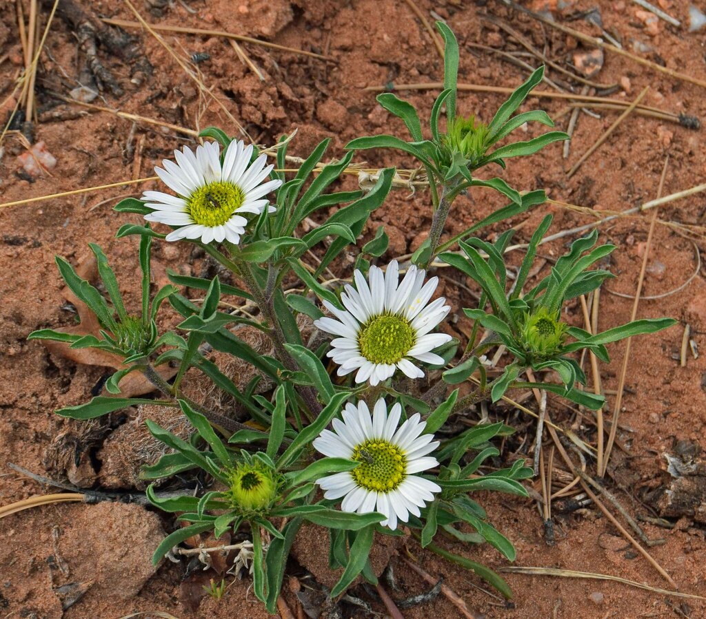 Largeflower Ground-Daisy