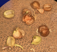 Valerianella locusta