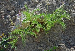 Astragalus bisulcatus
