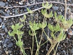 Valerianella locusta