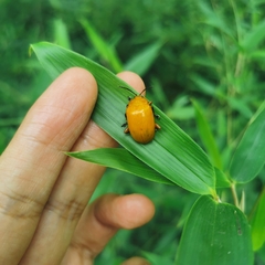 Podontia lutea