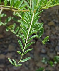 Astragalus bisulcatus