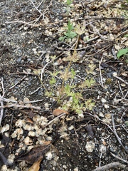 Valerianella locusta