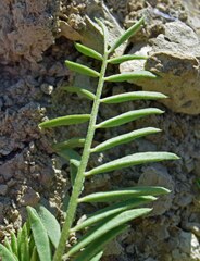 Astragalus bisulcatus