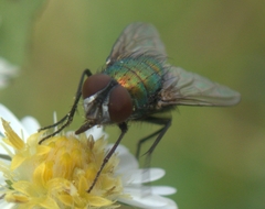 Lucilia